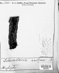 Tubercularia vulgaris image